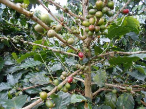Кофе на плантации